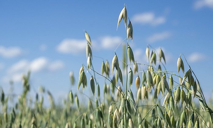 Schmuckbild: Hafer auf einem Feld vor blauem Himmel