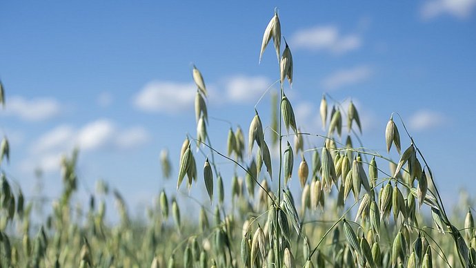 Schmuckbild: Hafer auf einem Feld vor blauem Himmel