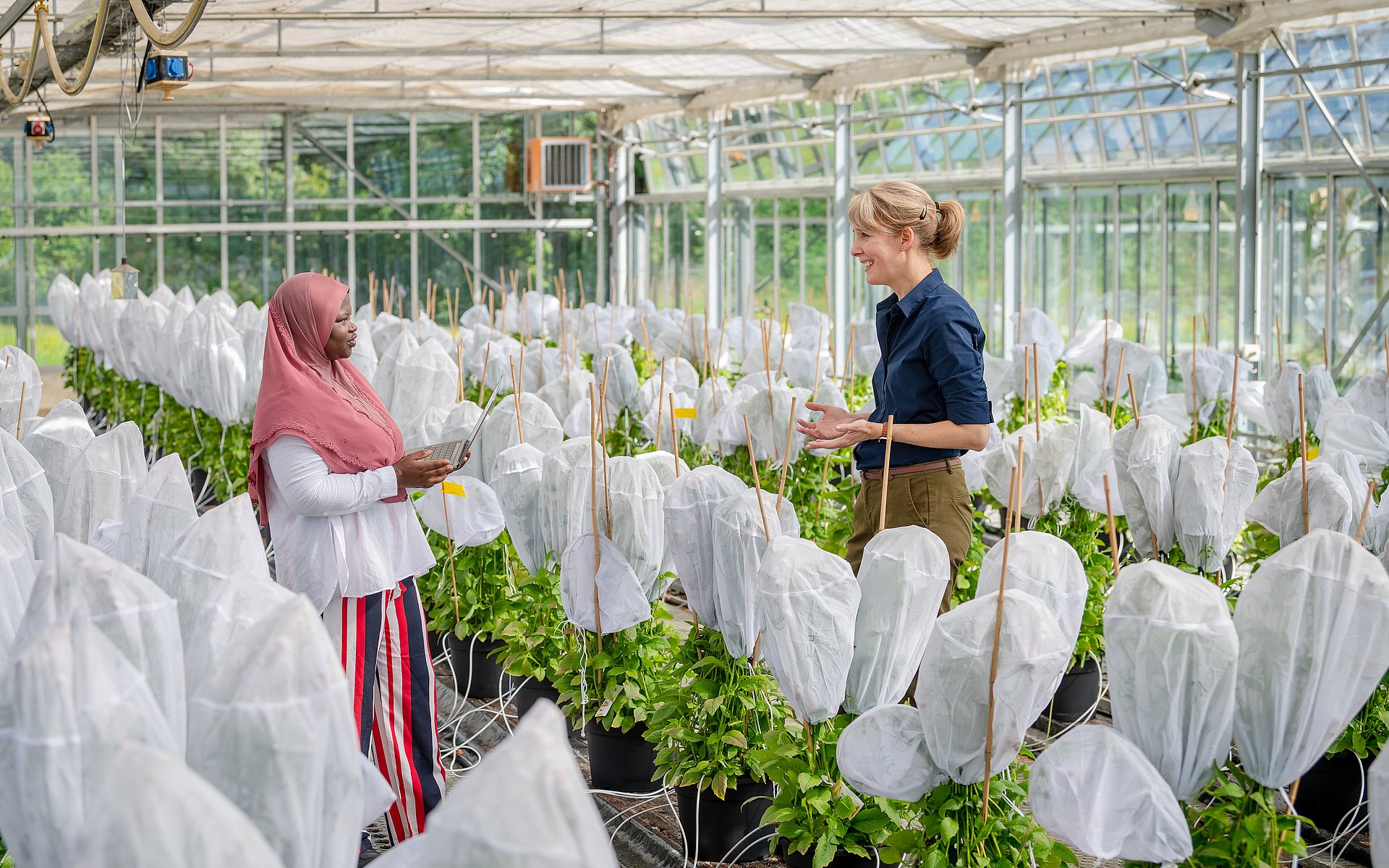 Prof. Brigitte Poppenberger (re.) und ihre Doktorandin Adebimpe Adedeji-Badmus umgeben von Ebolo-Pflanzen in einem Gewächshaus der TUM School of Life Sciences. 