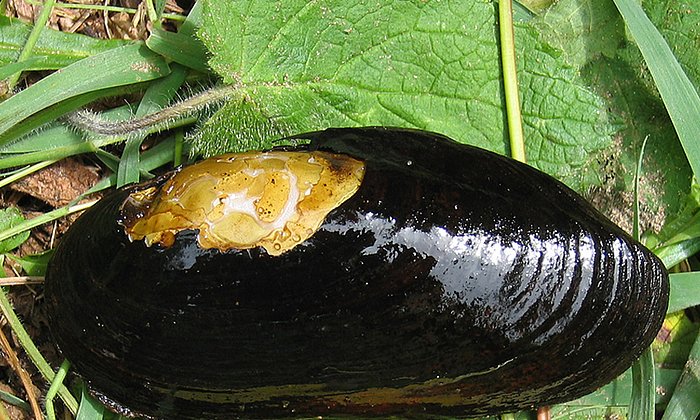 Die vom Aussterben bedrohte Flussperlmuschel (Margaritifera margaritifera). Von den knapp 70 in Deutschland existierenden Beständen gab es nur in zweien innerhalb der vergangenen 50 Jahre genügend Nachwuchs, um den Fortbestand zu sichern. Die Art hat es damit nur ihrem hohen Alter – sie wird weit über 100 Jahre alt – zu verdanken, dass sie bei uns noch nicht ausgestorben ist. (Foto: TUM/ Geist)