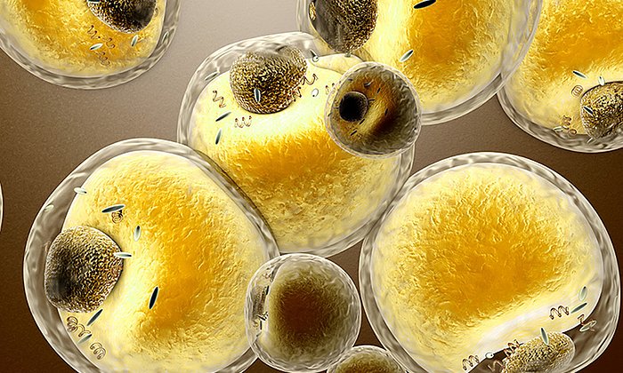 Fat cells in the human body. (Image: Shutterstock)