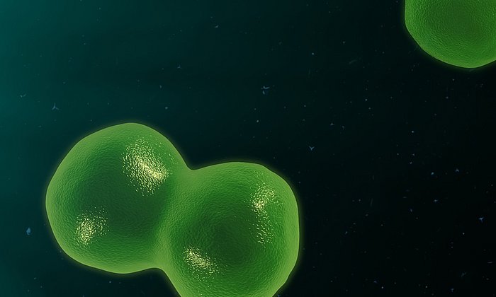 Computergrafik einer sich teilenden T-Zelle.