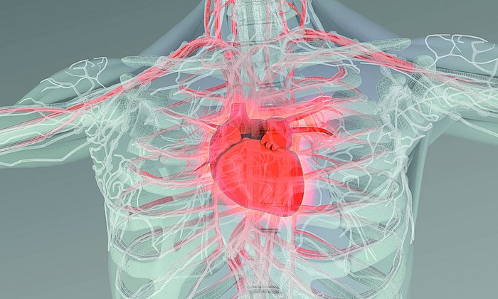 The new SFB lead by Prof. Stefan Engelhardt of TUM investigates the molecular regulation in the cardiovascular system.