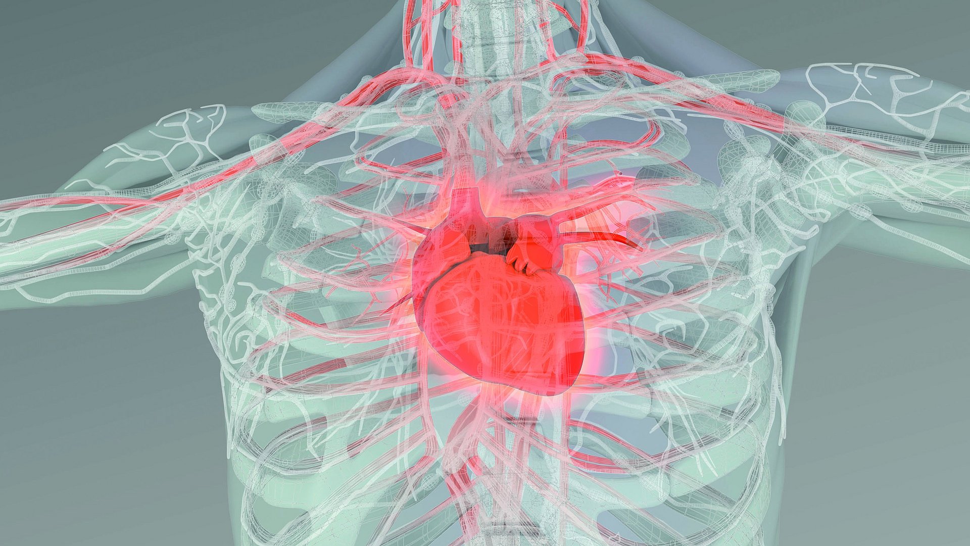 The new SFB lead by Prof. Stefan Engelhardt of TUM investigates the molecular regulation in the cardiovascular system.