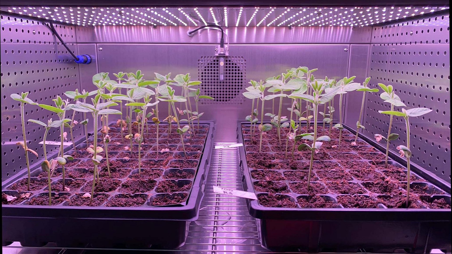 Soy plants grow on several levels in a growth chamber. 