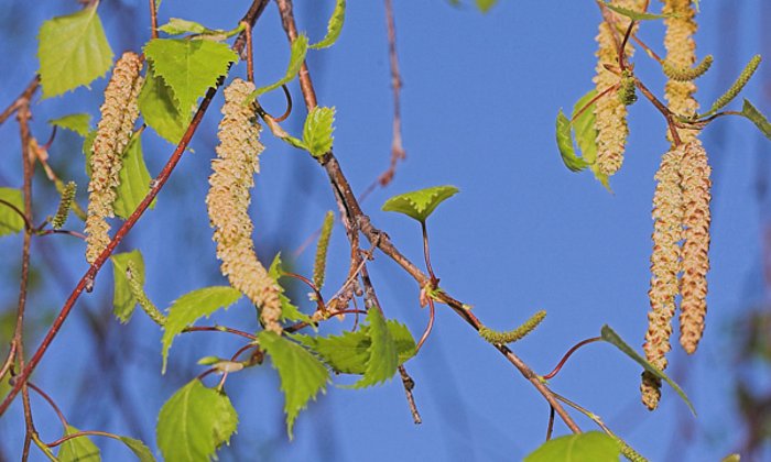 Birkenpollen Nahaufnahme