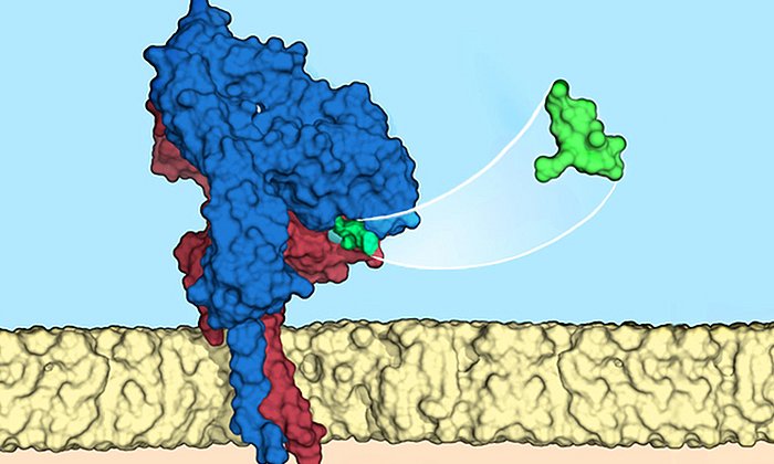 The ligand (green) fits like a key to a specific integrin (blue/red) on the surface of the cell membrane (beige) – Image: Francesco S. di Leva, Luciana Marinelli / Università di Napoli Federico II