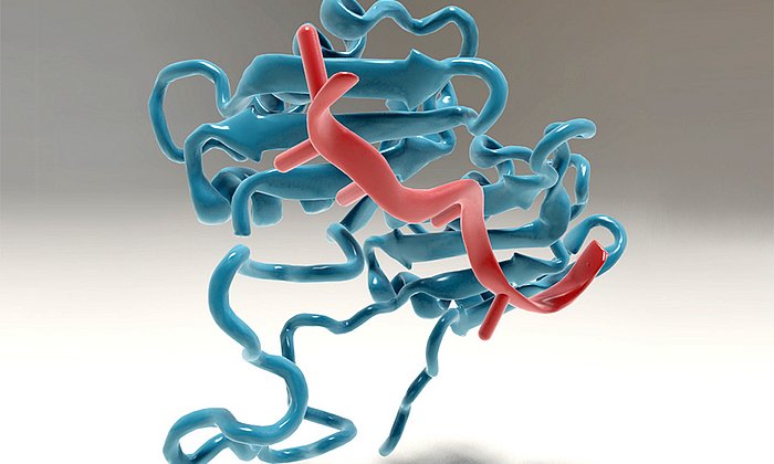 Bindung der großen Untereinheit von U2AF an die Vorläufer-Boten-mRNA – Bild: Christoph Hohmann / NIM