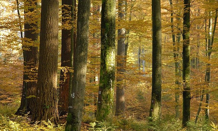 Untersuchungsfläche im Mischwald mit Douglasien, Tannen und Buchen im bayerischen Flachland. (Foto: Leonhard Steinacker/ TUM)