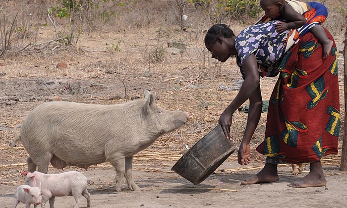 Eine Frau steht einem Schwein gegenüber.