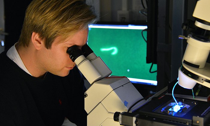 Markus Harasim verfolgt am Mikroskop die Bewegung von Polymermolekülen in einem Strömungskanal - Foto: Andreas Battenberg / TUM