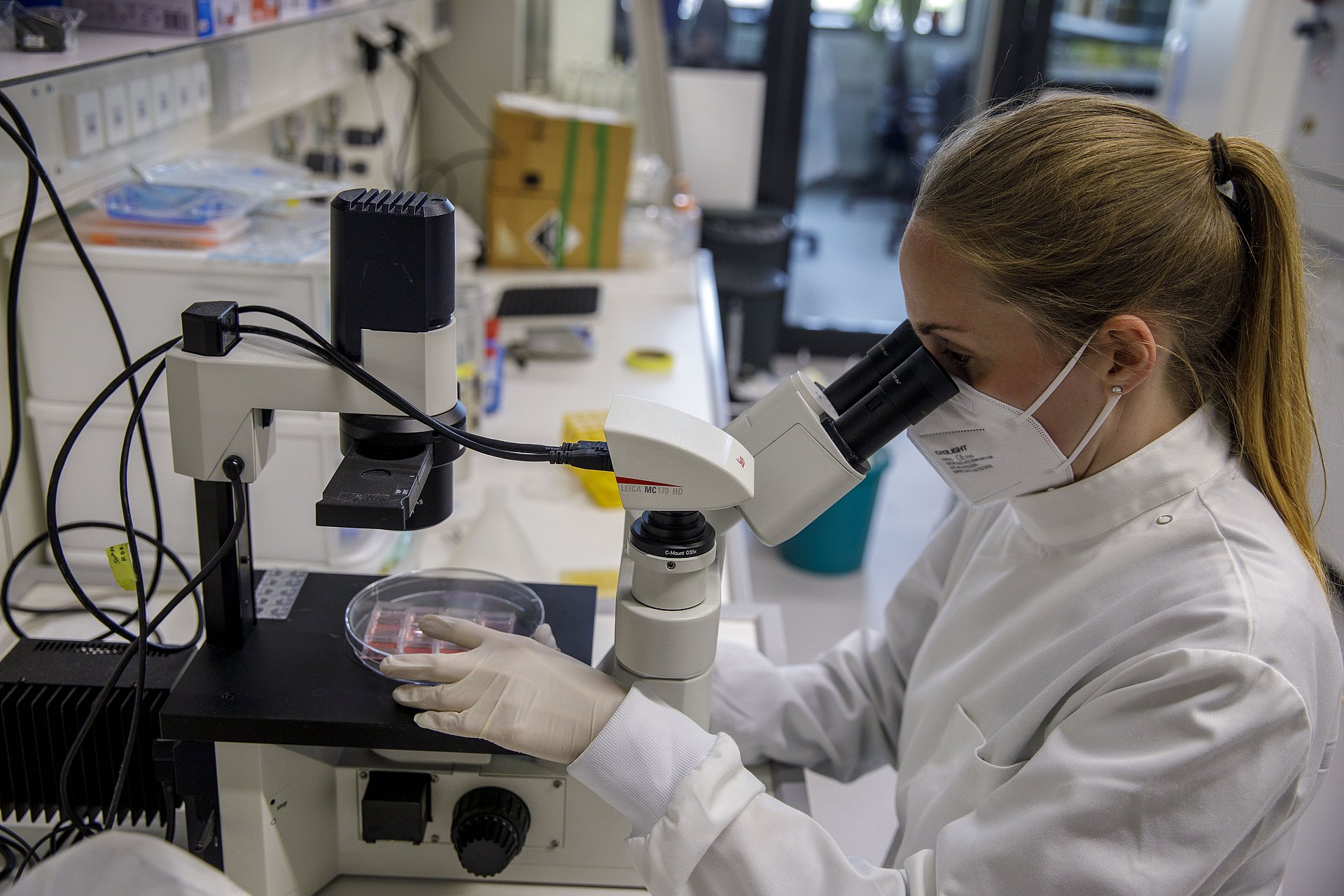 Co-author Marion K. Raich studies cell cultures under the microscope.