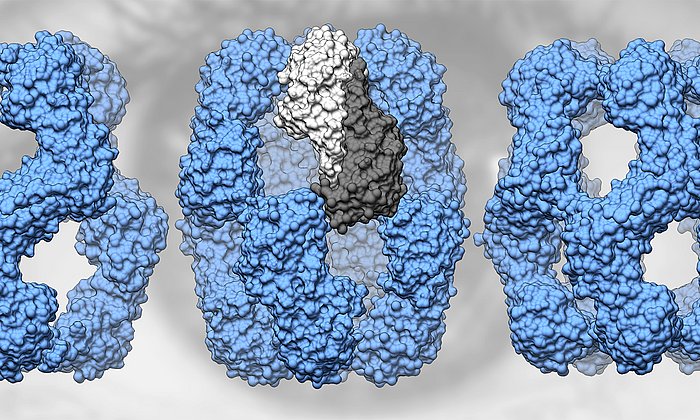 Human αA-crystallin forms structures of 12, 16 and 20 subunits (from left to right). Two subunits (center, dark and light gray) form a dimer.