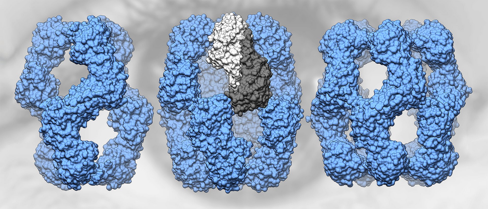 Human αA-crystallin forms structures of 12, 16 and 20 subunits (from left to right). Two subunits (center, dark and light gray) form a dimer.