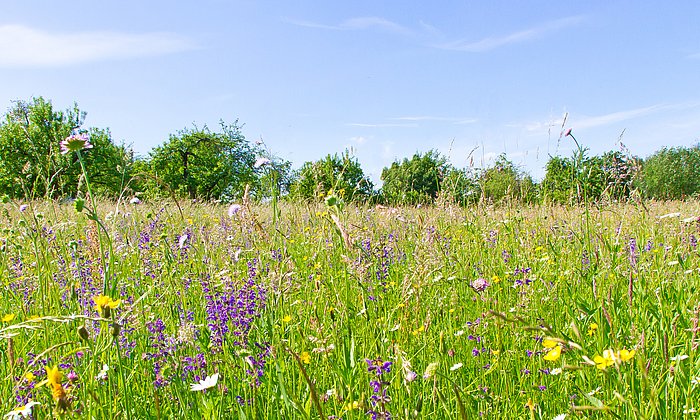 Grasslands full of flowers are not only beautiful they also provide many important services for humans. (Photo: Fotolia/ J. Fälchle)