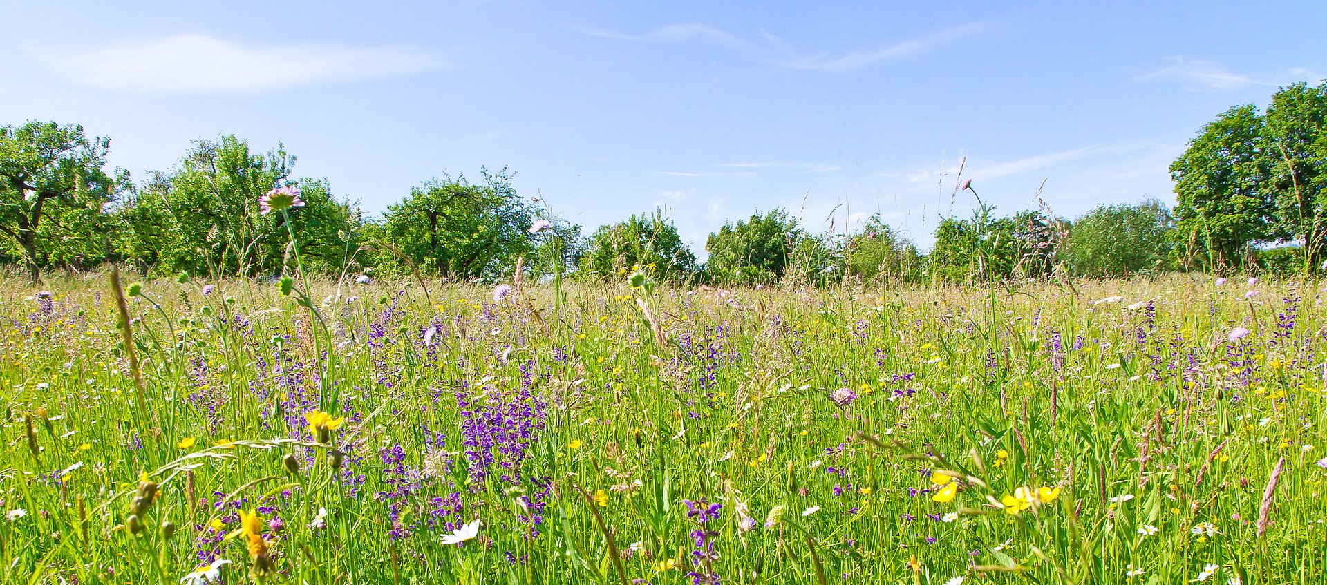 Grasslands full of flowers are not only beautiful they also provide many important services for humans. (Photo: Fotolia/ J. Fälchle)
