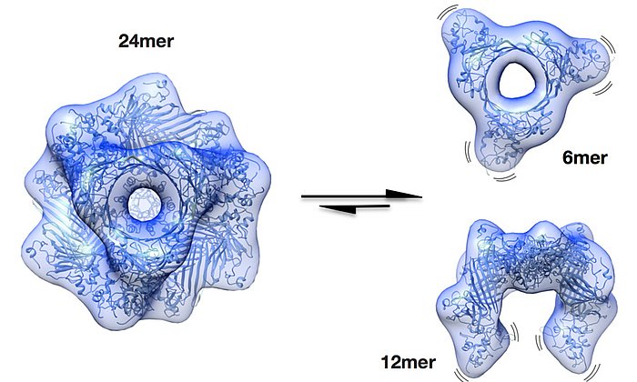 Speicherform (24mer) und aktive Formen des αB-Crystallins, die vor grauem Star schützen