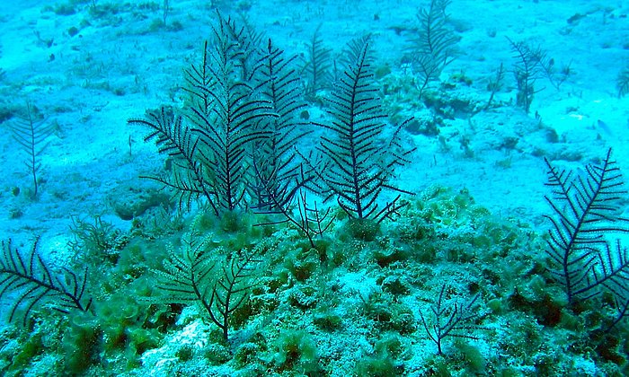 Horn corals of the species Antillogorgia elisabethae.