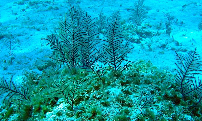 Aufnahme von mehreren Hornkorallen unter Wasser