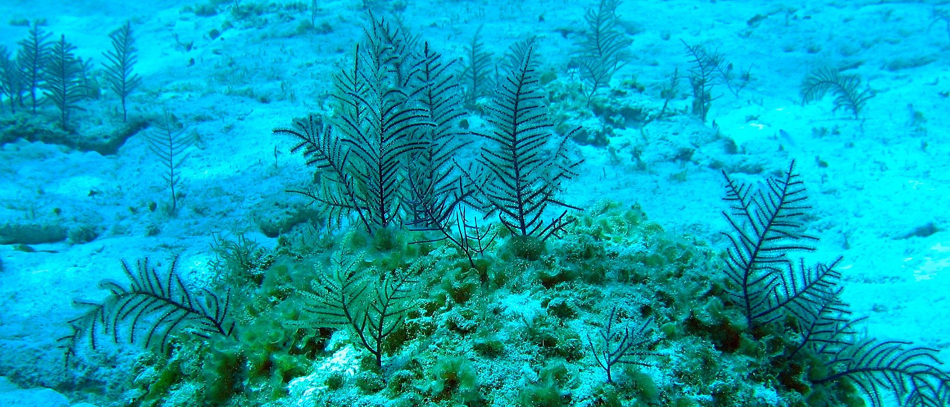 Aufnahme von mehreren Hornkorallen unter Wasser