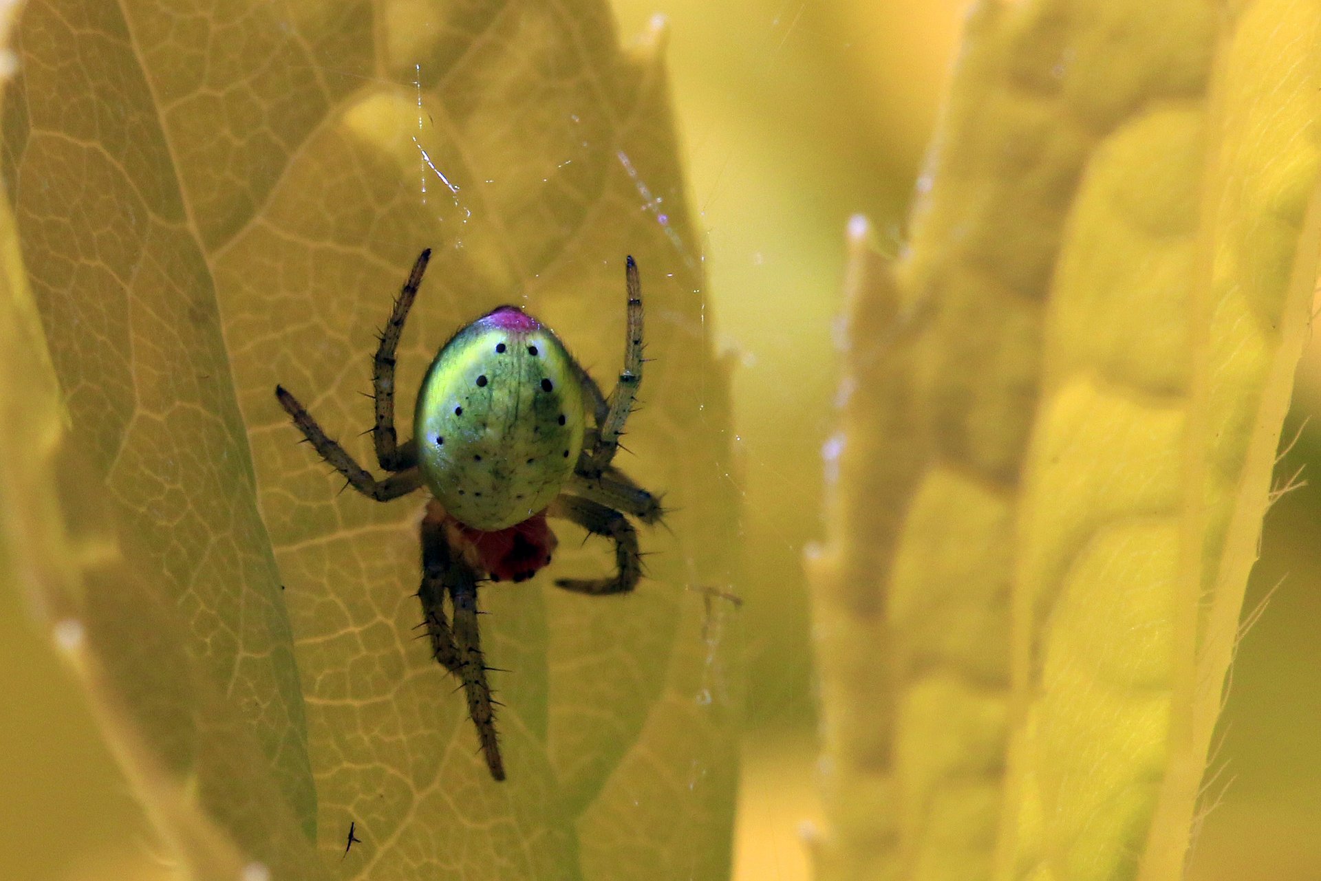 The pumpkin spider is one of the species observed for the study. Their name points to the yellowish-green backbones, which reminds of a pumpkin. (Foto: Charlesjsharp Sharp Photography /Creative-Commons-Lizenz CC BY-SA 3.0)