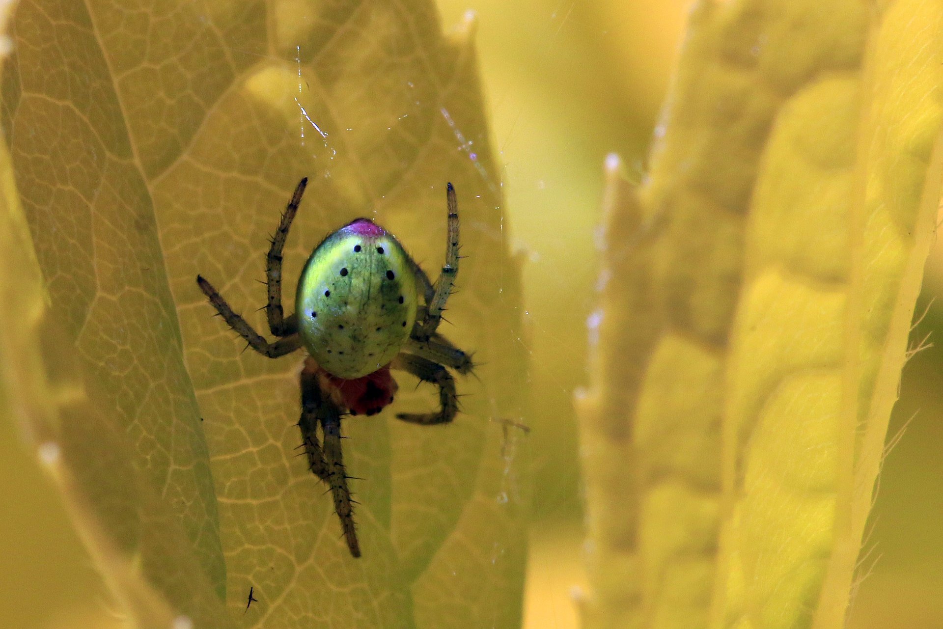 Die Kürbisspinne ist eine kleinere Radnetzspinne und zählt zu den Arten, die für die Studie beobachtet wurden. Ihr Name verweist auf den gelblich-grünen Hinterleib, der an einen Kürbis erinnert. (Foto: Charlesjsharp Sharp Photography /Creative-Commons-Lizenz CC BY-SA 3.0)