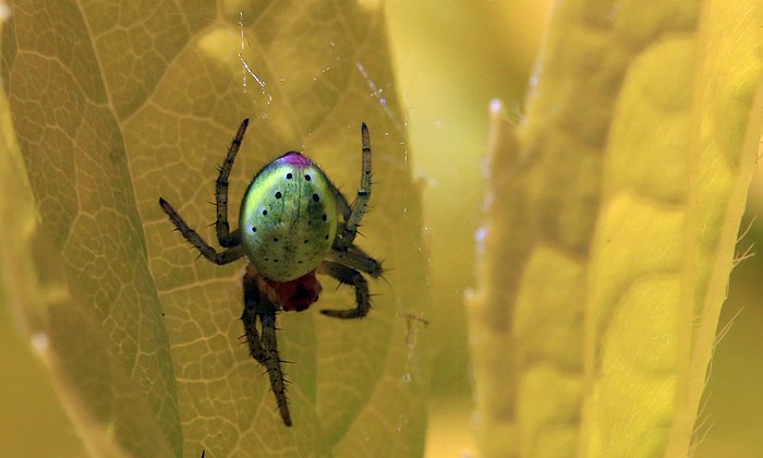 Die Kürbisspinne ist eine kleinere Radnetzspinne und zählt zu den Arten, die für die Studie beobachtet wurden. Ihr Name verweist auf den gelblich-grünen Hinterleib, der an einen Kürbis erinnert. (Foto: Charlesjsharp Sharp Photography /Creative-Commons-Lizenz CC BY-SA 3.0)