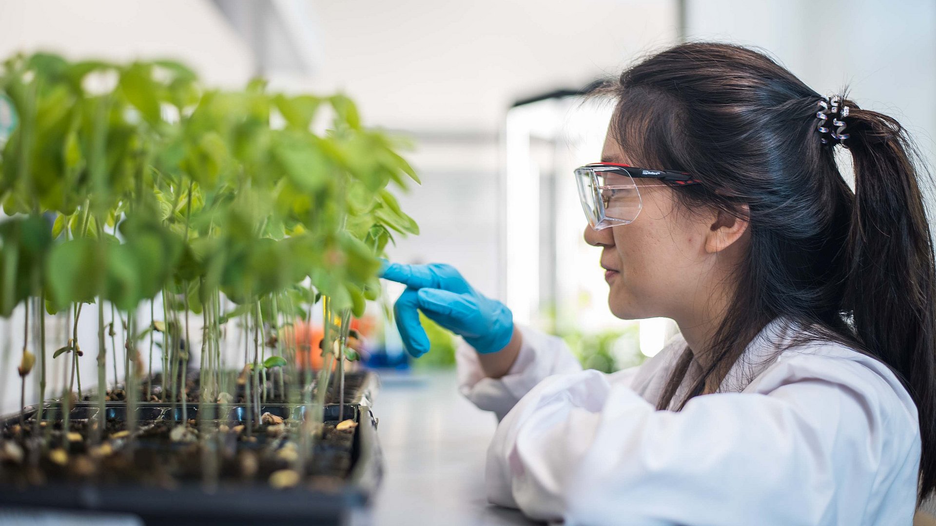 Forscherin im weißen Kittel zeigt auf Sojapflanzen