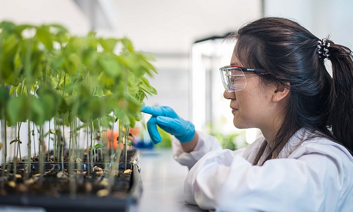 Forscherin im weißen Kittel zeigt auf Sojapflanzen
