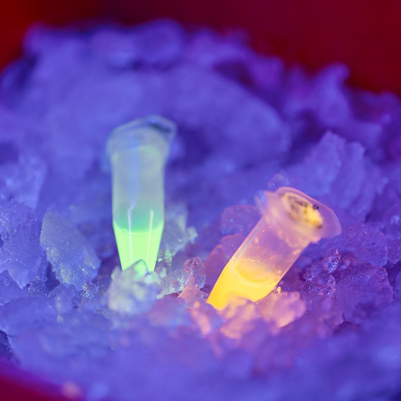 Samples of the purified protein: in one sample, the color change has not yet occurred, while in the other it is complete