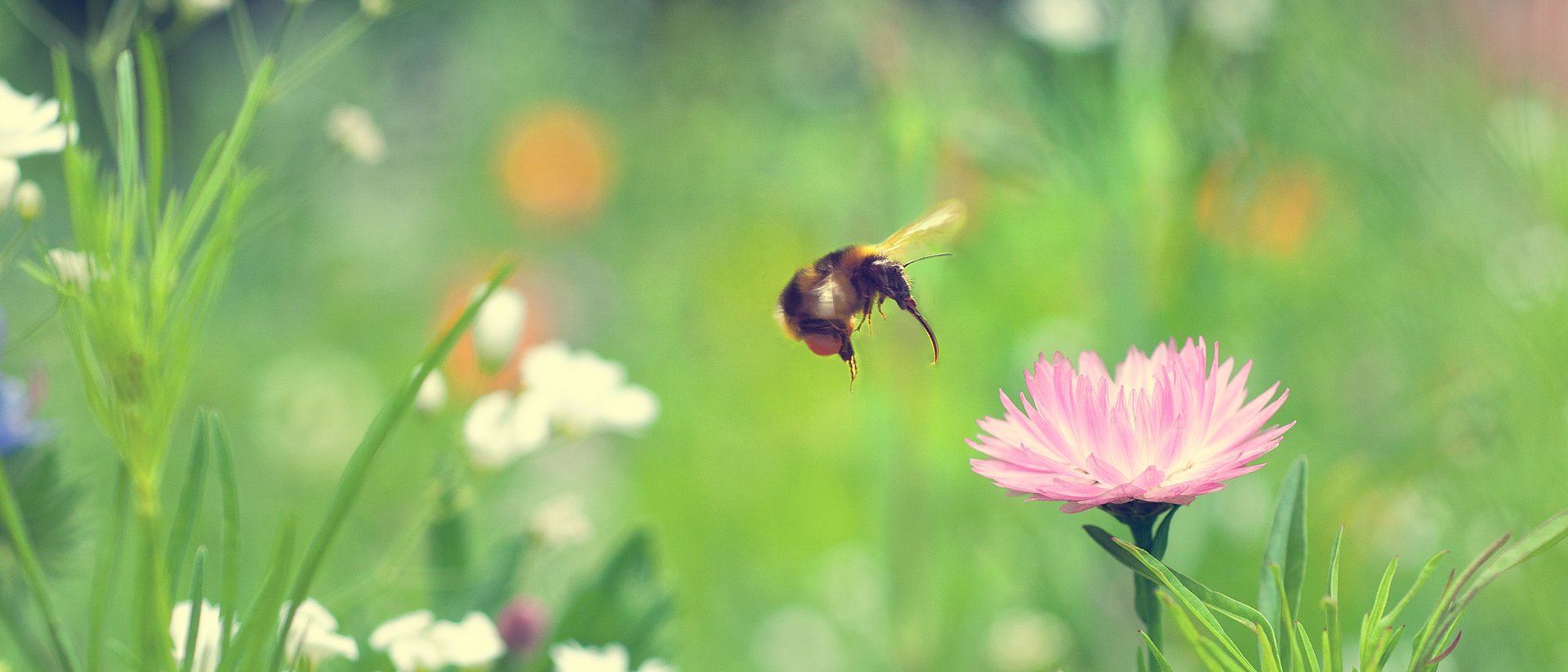 Eine Hummel beim Anflug auf eine Blüte.