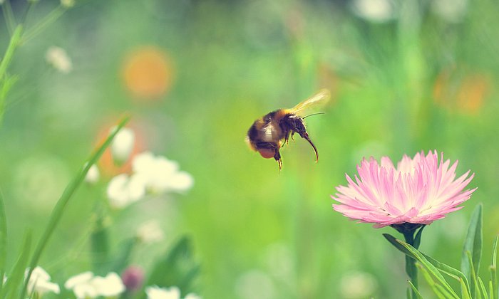 Eine Hummel beim Anflug auf eine Blüte.