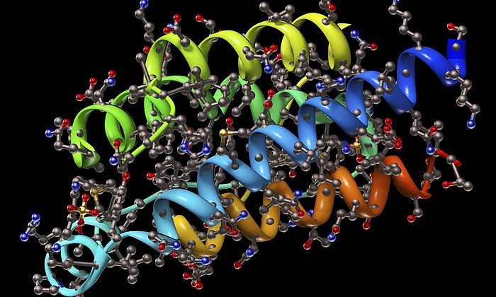 Proteine wie das hier dargestellte Interleukin-2 können in verschiedenen Varianten und mit funktionellen Einschränkungen vorkommen – viele davon toleriert der menschliche Organismus.