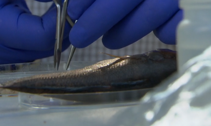 Eine Grundel unterm Mikroskop von Dr. Alexander Cerwenka vom TUM-Lehrstuhl für Aquatische Systembiologie. (Foto: Screenshot)