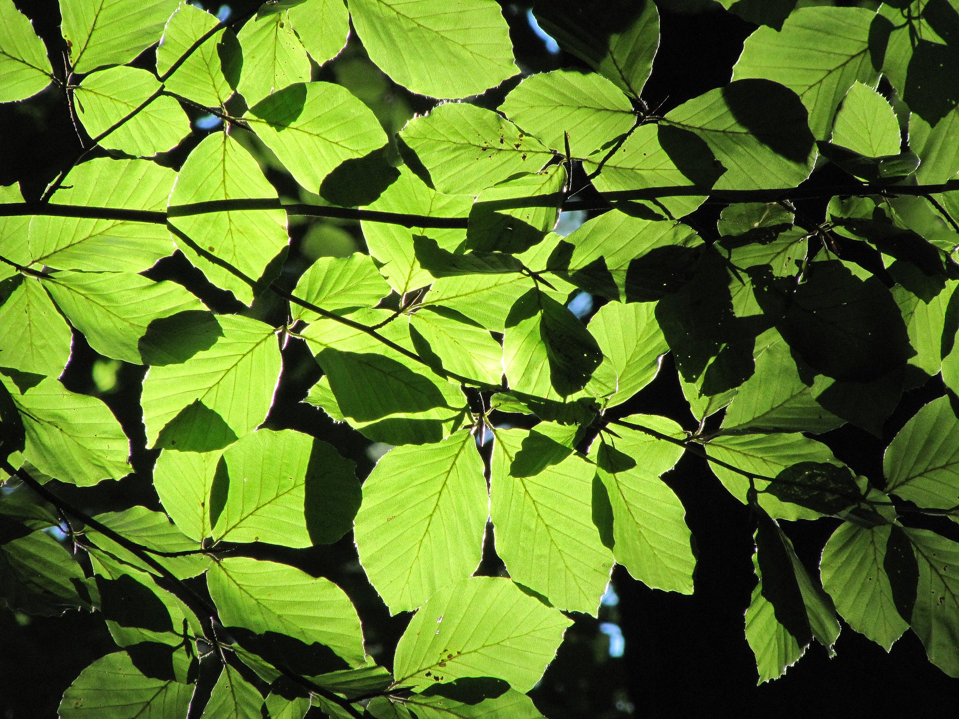 The international researchers investigated the change in the sensitivity of leaf unfolding to climate warming using observations for dominant European tree species like this beech. (Photo: Stefanie Ederer)