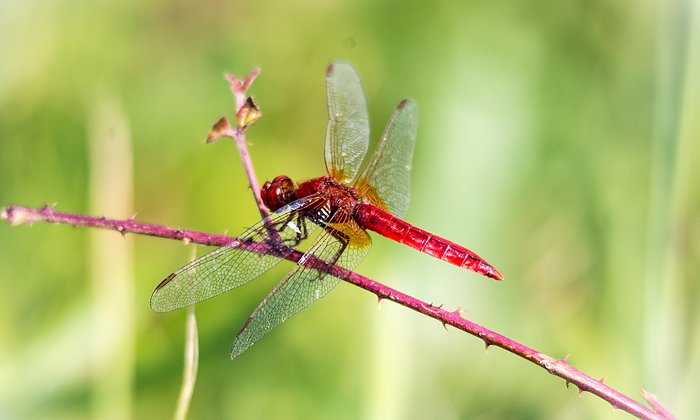 Die Feuerlibelle (Crocothemis erythraea) ist eine der bekanntesten Profiteurinnen der Klimaerwärmung. Die ursprünglich im mediterranen Raum verbreitete Großlibelle trat Anfang der 90er Jahre zum ersten Mal in Bayern auf und ist inzwischen weiträumig verbreitet. 