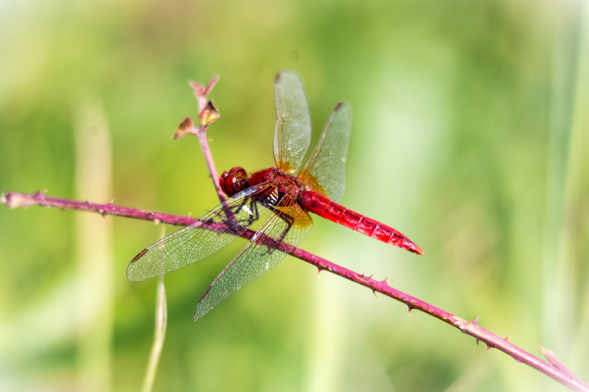 Die Feuerlibelle (Crocothemis erythraea) ist eine der bekanntesten Profiteurinnen der Klimaerwärmung. Die ursprünglich im mediterranen Raum verbreitete Großlibelle trat Anfang der 90er Jahre zum ersten Mal in Bayern auf und ist inzwischen weiträumig verbreitet. 