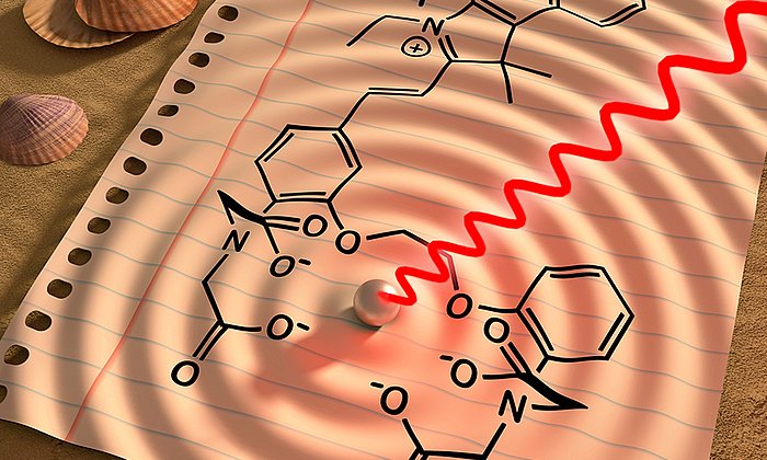 Calcium waves – a new sensor converts light to sound to visualize calcium fluxes in the body. (Image: B. van Rossum, G. Westmeyer / TUM)