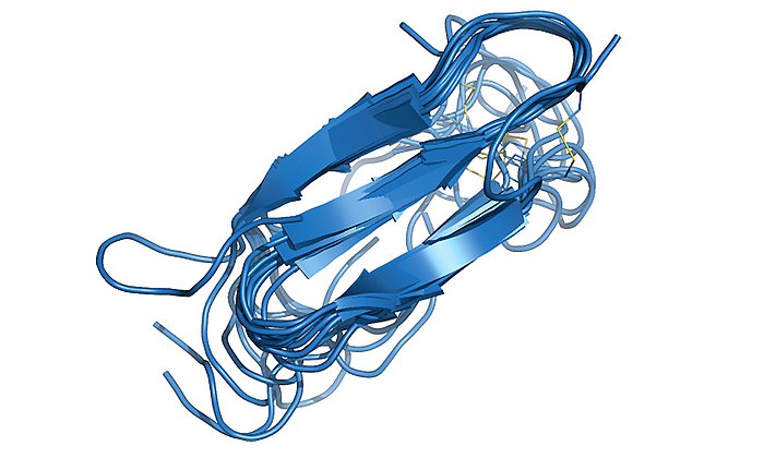 Superimposing the ten structures with the least energy shows nicely which structure the hIAPP molecule prefers in a membrane environment – a completely different structure than the free molecule would occupy. (Image: Diana Rodriguez Camargo / TUM)