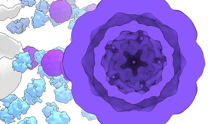 Modifziertes Cryo-Elektronenmikroskopbild von genetisch programmierten molekularen Werkstätten in lebendigen Zellen. (Bild: P. Erdmann / Max-Planck-Institut für Biochemie)