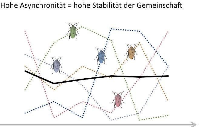 Die Häufigkeit von Arten unterliegt Schwankungen. Dies sind die gepunkteten Linien. Die durchschnittliche Schwankung der Gemeinschaft, die schwarze Linie, schwankt stärker, wenn sich die Arten synchron zueinander entwickeln (Grafik unten). Schwanken sie hingegen asynchron wie in der Grafik links, ist die Artengemeinschaft insgesamt sehr stabil und die schwarze Linie ist ausgeglichen. (Abb.: TUM/ Gossner)