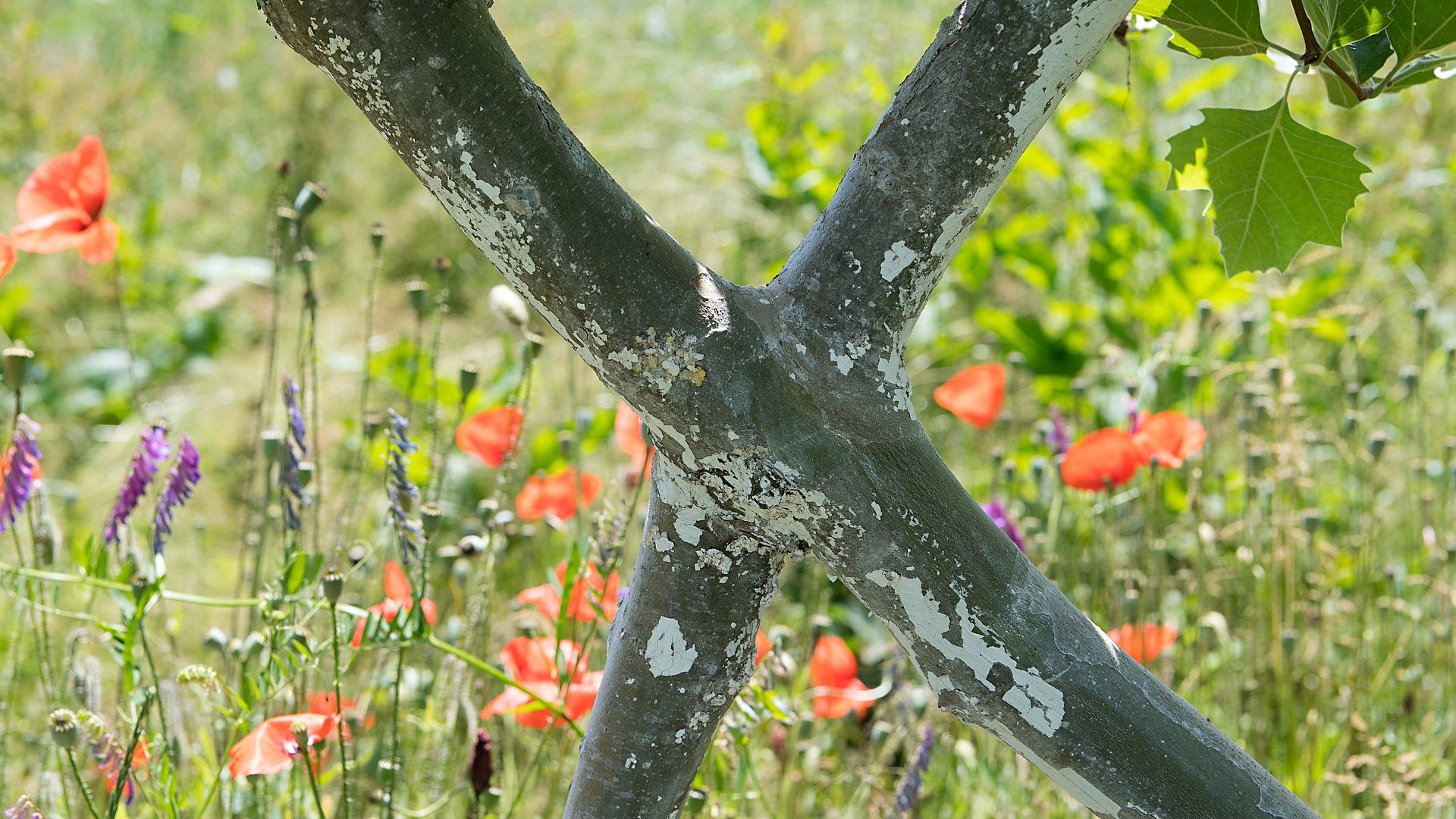 Inosculation of two tree trunks, similar to the inosculations of the aerial roots of Ficus elastica.