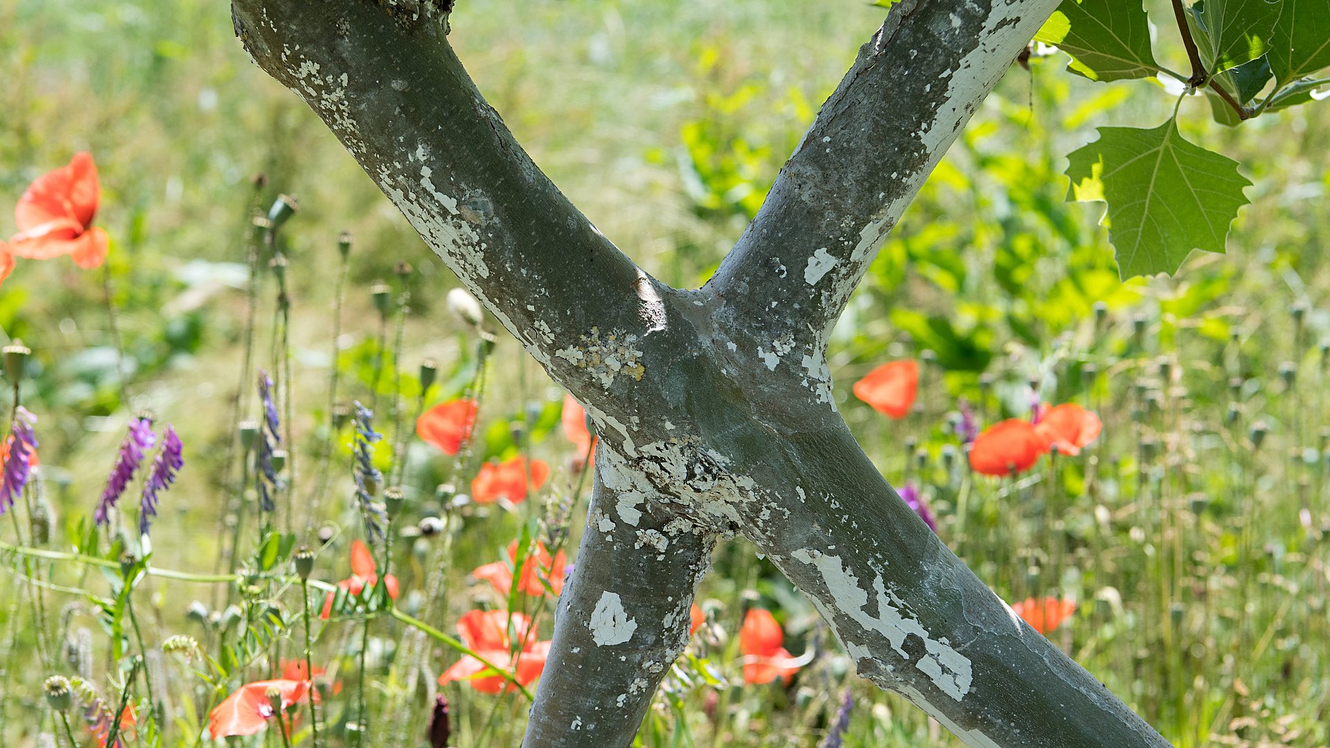 Verwachsung von zwei Baumstämmen, ähnlich der Verwachsung bei den Baumwurzeln des Ficus elastica.