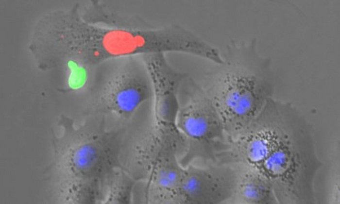 The image shows in a HBV-specific T cell (green) attacking a target cell, in which viral proteins are produced (red) and HBV negative cells (blue).