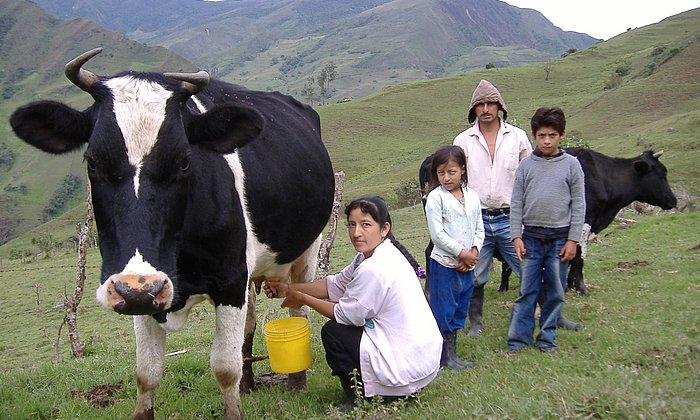 Abgerodete Regenwaldflächen werden überwiegend als Viehweiden genutzt - so auch von Bauern im Tal von Los Gabos, Ecuador.