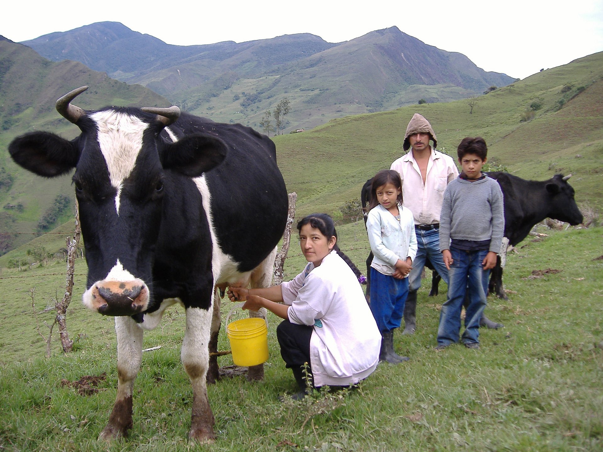 Abgerodete Regenwaldflächen werden überwiegend als Viehweiden genutzt - so auch von Bauern im Tal von Los Gabos, Ecuador.