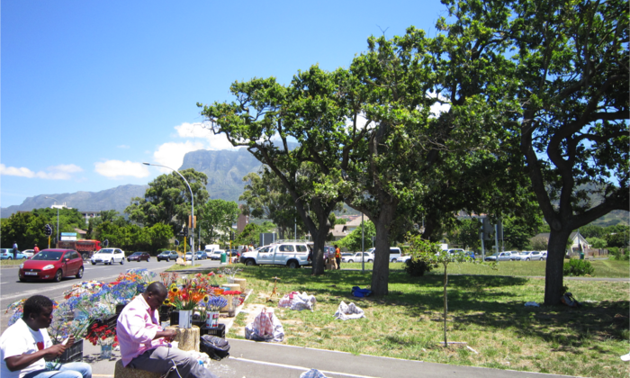 For the study, samples of heartwood from trees in major cities such as here in Cape Town were taken and analyzed. (Photo: TUM)