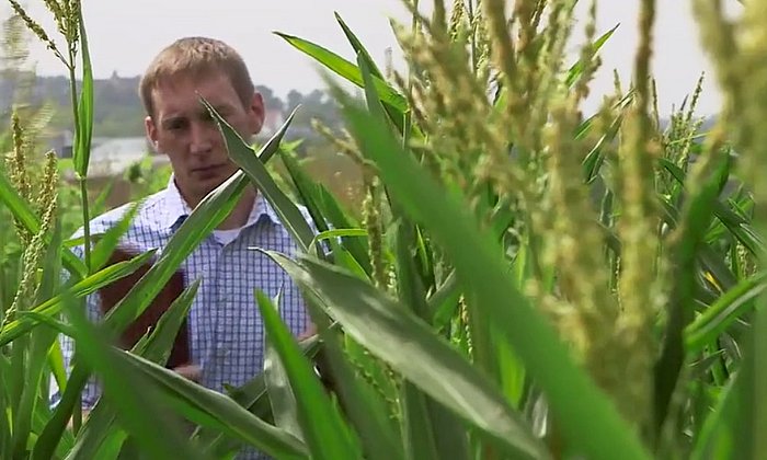 Essen der Zukunft: Welchen Beitrag leisten neue Maissorten?