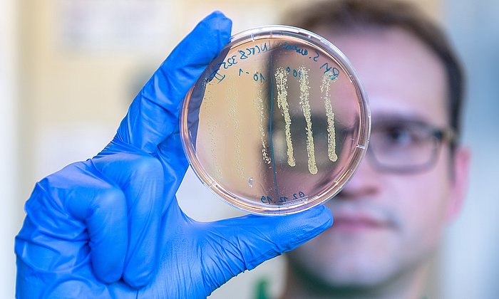 Doktorand Robert Macsics beim Betrachten einer Agar-Platte, auf der Kolonien des Bakteriums Staphylokokkus aureus gewachsen sind. Der Farbwechsel der Platte von Rot zu Gelb im Bereich der Bakterienkolonien zeigt an, dass es sich um Bakterien der Art S. aureus handelt.