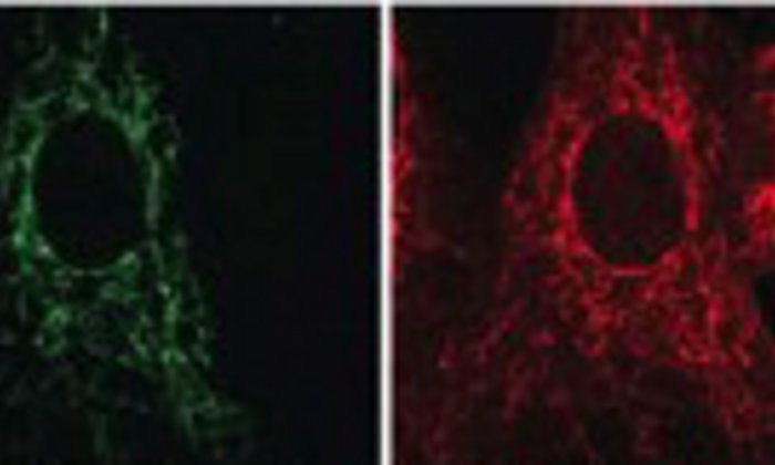 Münchner Wissenschaftler konnten zeigen, dass das Enzym MGME1 (grün), der mitochondrialen DNA (rot) eine wichtige Funktion bei der Vervielfältigung von Mitochondrien hat.